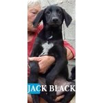Black jack Amorino Cerca Casa