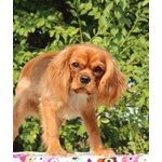 Cucciolo Cavalier king Ruby