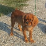 Cucciolo Cavalier king Ruby - Foto n. 2