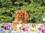 Cucciolo Cavalier king Ruby - Foto n. 4