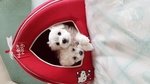 Cuccioli Maltese Bellissimi