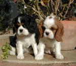 Cavalier king Cuccioli Maschi e Femmine con Pedigree Italiani