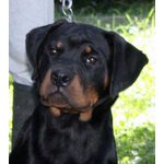 Rottweiler: top Cucciola da expo "100% Tedesca"