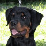 Rottweiler: top Cucciola da expo "100% Tedesca" - Foto n. 2