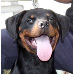 Rottweiler: top Cucciola da expo "100% Tedesca" - Foto n. 9