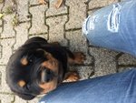 Vendita Cuccioli di Rotweiler