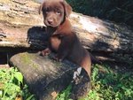 Dolcissimi Cuccioli di Labrador Chocolate