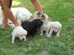 Cucciolo Labrador - Foto n. 2