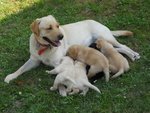 Cucciolo Labrador