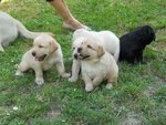 Cucciolo Labrador - Foto n. 3