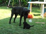 Cucciolo Labrador - Foto n. 4