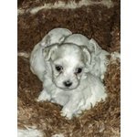 Cuccioli di Maltese Bichon Frisé