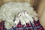 Cuccioli di Maltese Bichon Frisé - Foto n. 4
