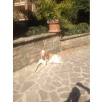 Compagna per Bracco Italiano - Foto n. 3