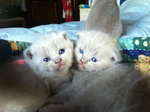 Splendidi Cuccioli di Scottish Fold, Maschi e Femminucce. sono Aperte le Prenotazioni... - Foto n. 1