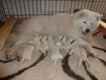 Cuccioli di Samoiedo pura Razza (con Pedigree) da Prenotare Vicino Nizza (francia)