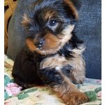 Yorkshire Terrier Cuccioli - Foto n. 1