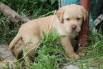 Cuccioli Maschi di Labrador Color Miele 50 Giorni