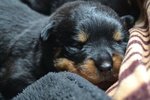 Cuccioli Rottweiler - Foto n. 2