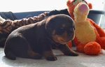 Cuccioli Rottweiler - Foto n. 3