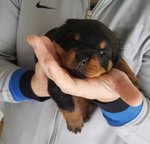 Cuccioli Rottweiler - Foto n. 7