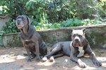 Cuccioli cane Corso - Foto n. 2