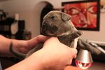 Cuccioli cane Corso - Foto n. 7