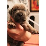 Cuccioli cane Corso - Foto n. 9