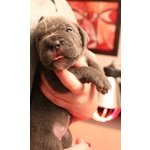 Cuccioli cane Corso - Foto n. 10