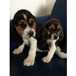 Cuccioli di Beagle