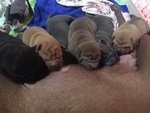 Cuccioli shar pei con pedigree certificato Enci