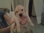 Cuccioli Golden Retrivers