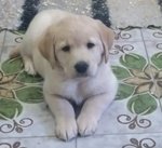 Labrador Cuccioli Miele