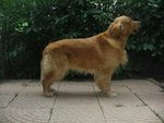 Cuccioli Golden Retrivers - Foto n. 2