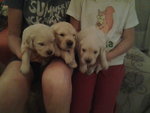 Cuccioli Golden Retrivers - Foto n. 3