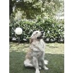 Cuccioli Golden Retrivers - Foto n. 7