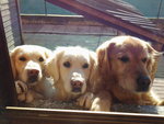 Cuccioli Golden Retrivers - Foto n. 8