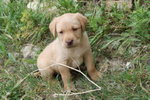 Cuccioli Maschi di Labrador Color Miele 50 Giorni - Foto n. 3