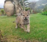 Cuccioli di lupo Cecoslovacco in Tutta Italia - Foto n. 7