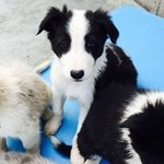 Cuccioli di Border Collie