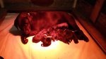 Cuccioli di Labrador con Pedigree Pronti a Natale! - Foto n. 1