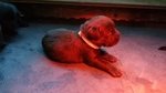 Cuccioli di Labrador con Pedigree Pronti a Natale! - Foto n. 3