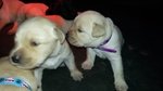 Cuccioli di Labrador con Pedigree Pronti a Natale! - Foto n. 5