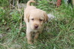 Cuccioli Maschi di Labrador Color Miele 50 Giorni - Foto n. 5