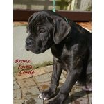 Cane Corso Cuccioli Selezionati - Foto n. 1