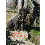 Cane Corso Cuccioli Selezionati - Foto n. 2