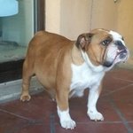 Bulldog Inglese - Foto n. 2