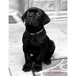 Cucciolo cane Corso