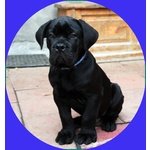 Cucciolo cane Corso - Foto n. 2