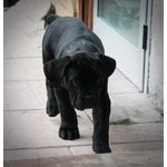 Cucciolo cane Corso - Foto n. 3